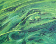 Algen, der Wassergeist